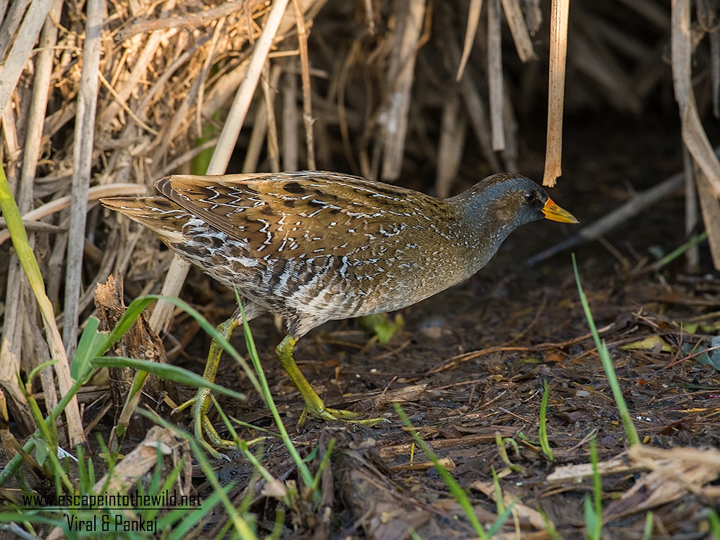 Spotted Crake